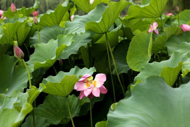 <a href=https://www.shuisutang.com.cn/ target=_blank class=infotextkey>水苏糖</a>