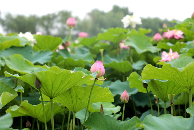 改善肠道不能吃什么食物好
