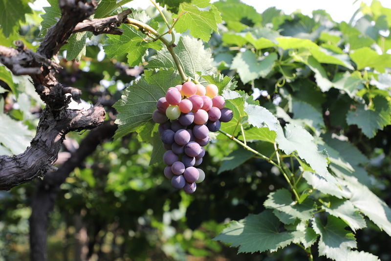 �������ǽ�ɶ�Ɂy��