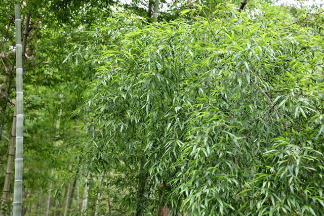 榴莲肉可以煲排骨汤吗