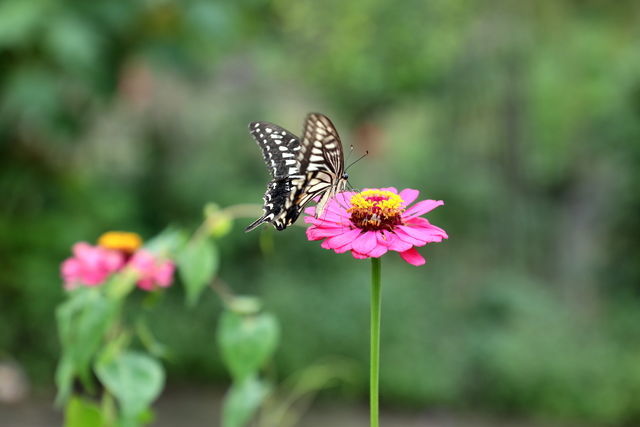 ���ӱ��غ�Ƣθ���ʲô����