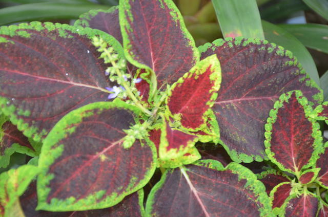 肠道不好能吃点啥东西