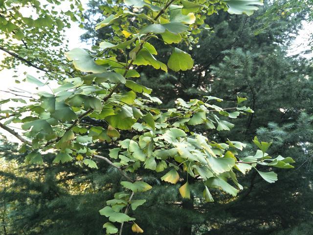 �ϲ˴���ʲô���˸��ܲ���