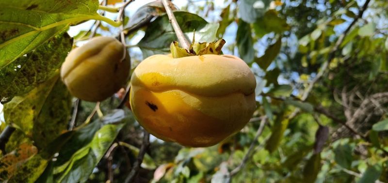 �����Ź��������Է�ʲôһ����