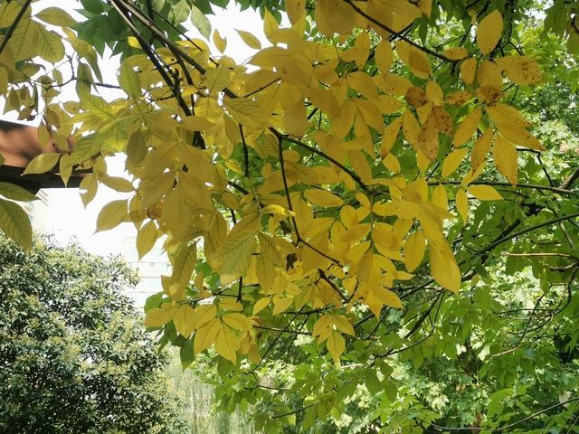 海带排骨汤怎么烧好吃