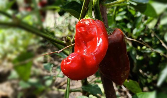 ���С��Ϻ��ô��