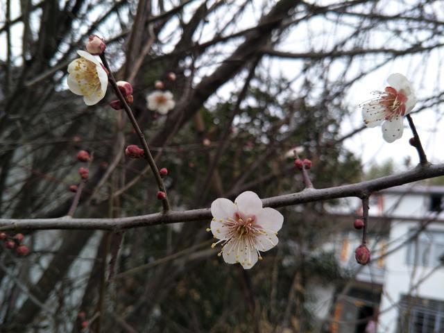 ���Ʊ��صĲ��