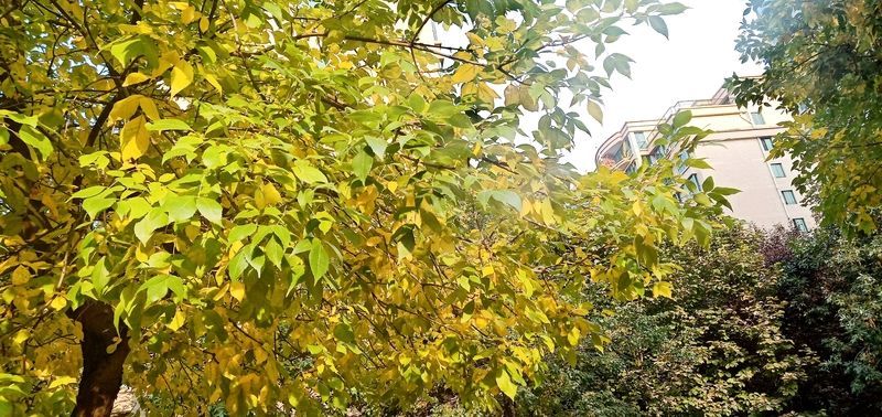 ��ʲô��θ���޸�θ�Ĥ