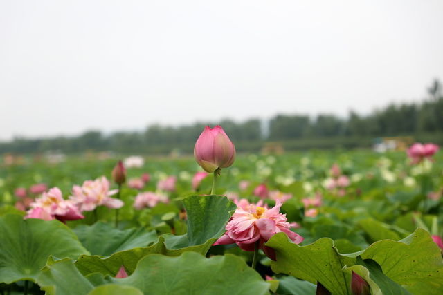 干竹筍炒五花肉怎么炒好吃