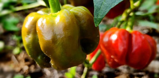 ���Գ�θ��