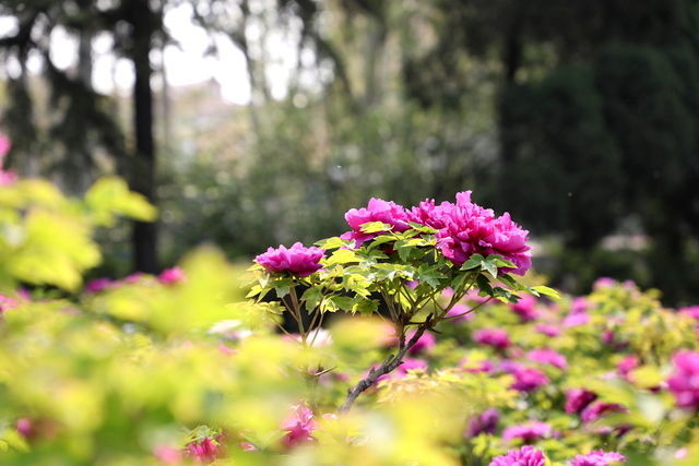 Ƣθ��Ҫ��ʲô����Ƣθ