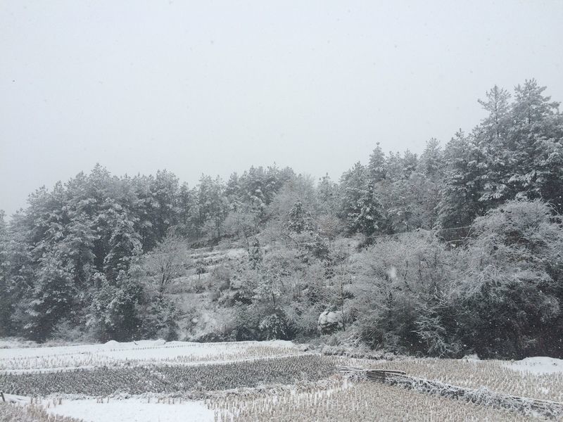 <a href=https://www.shuisutang.com.cn/ target=_blank class=infotextkey>水苏糖</a>