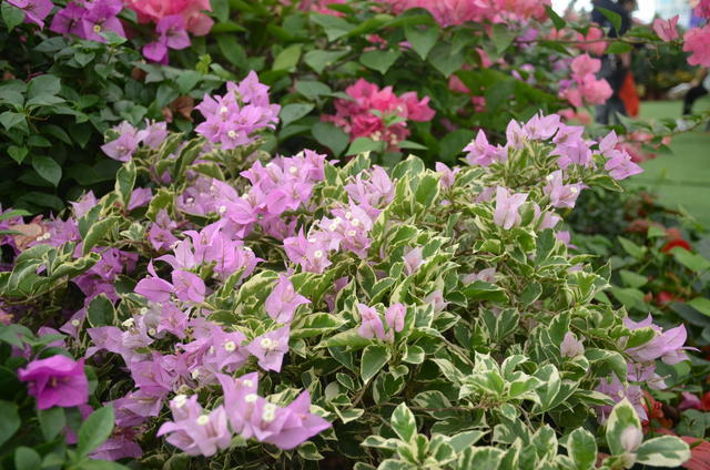 ���ȳ����׷���ô���ó�