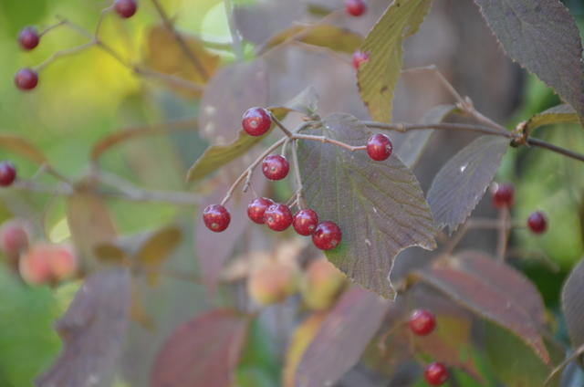 黑豆怎么做才好吃又营养