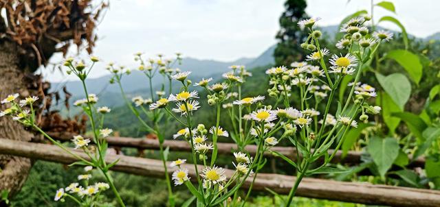 �����廨����ô�����