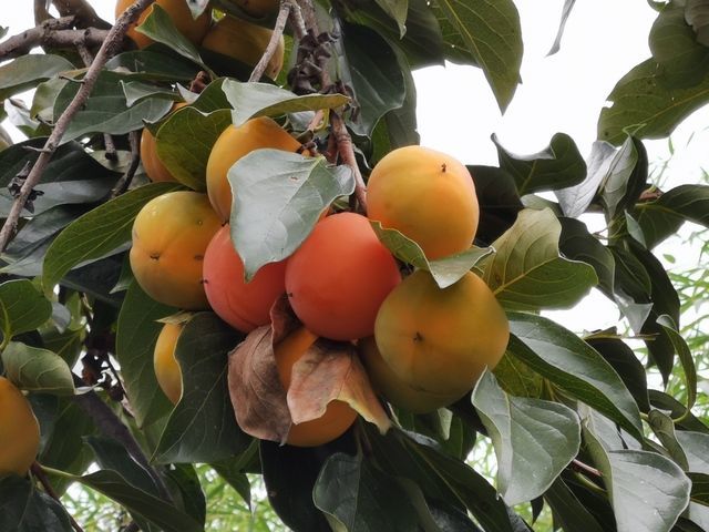 <a href=https://www.shuisutang.com.cn/ target=_blank class=infotextkey>ˮ����</a>