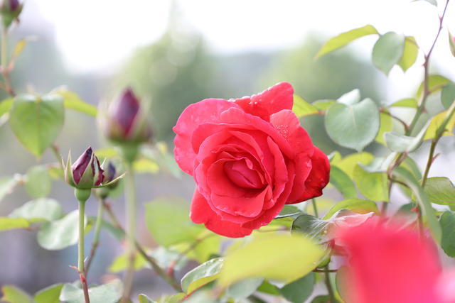 �cθ���Լ��ޏ͆�