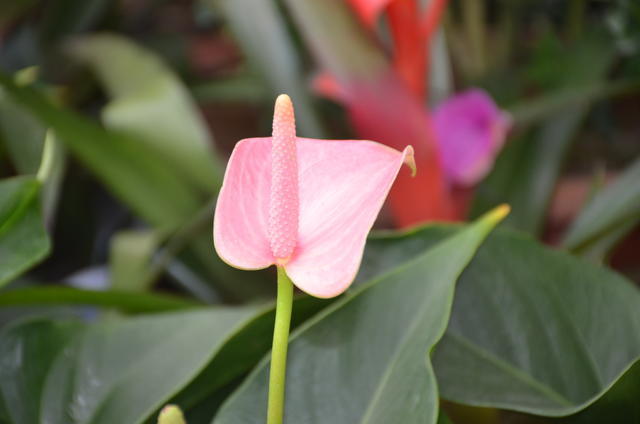 ���rţ���ʲô�ó�