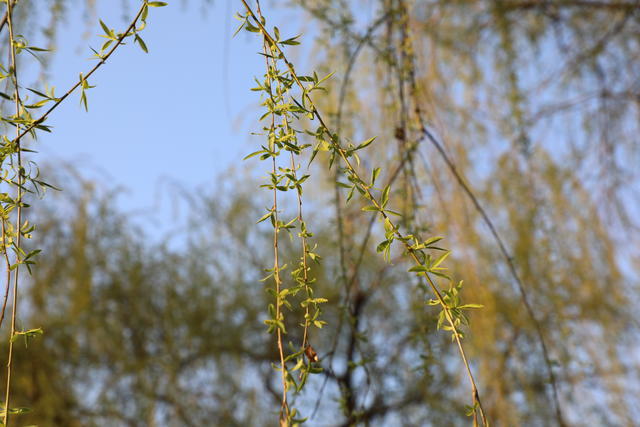 ������θӦ����ô��ʳ��