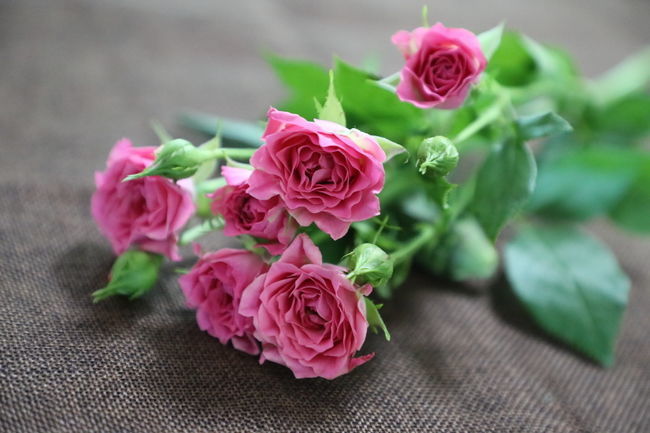 ��������ˮ�α���