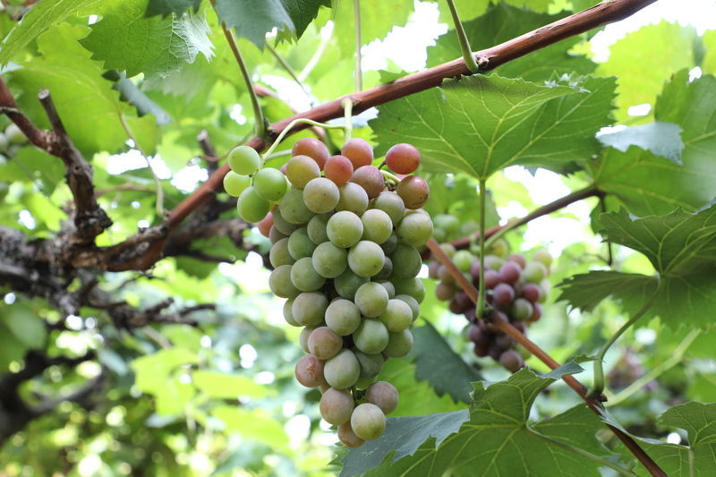 鵝蛋和香菜一起吃治什么病