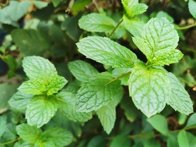 肠胃功能紊乱揉肚子能缓解吗