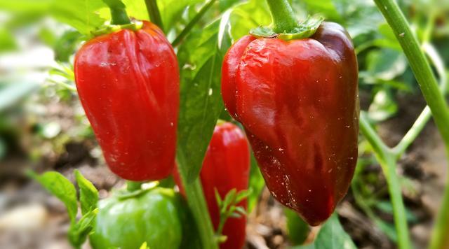 ���籭2022��ΧԤѡ��ֱ��