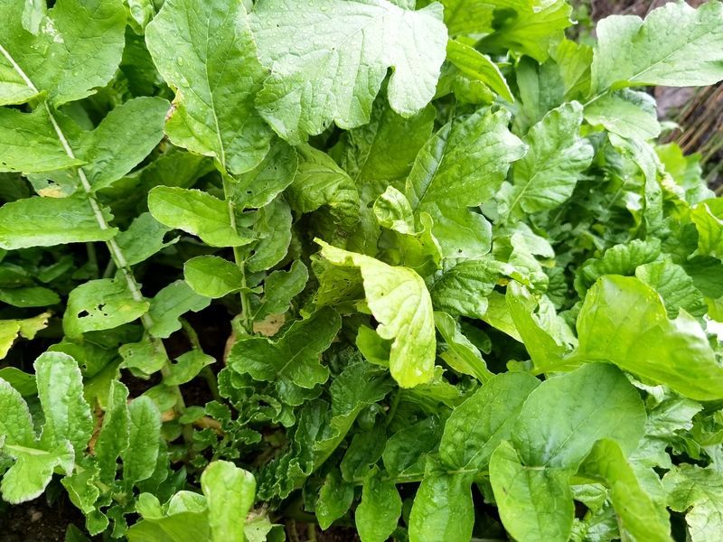 ���籭2022��ΧԤѡ��ֱ��