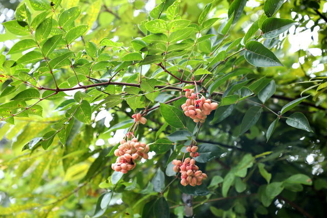 �󼦵���ô��������