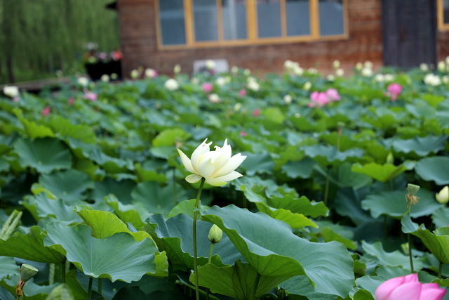 泡好的海參怎么做好吃竅門