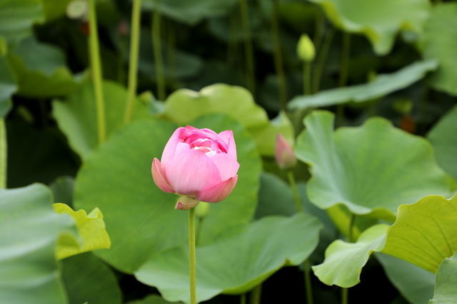 ��θ��������