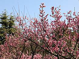 冰糖雪梨银耳汤能否添加蜂蜜增味？