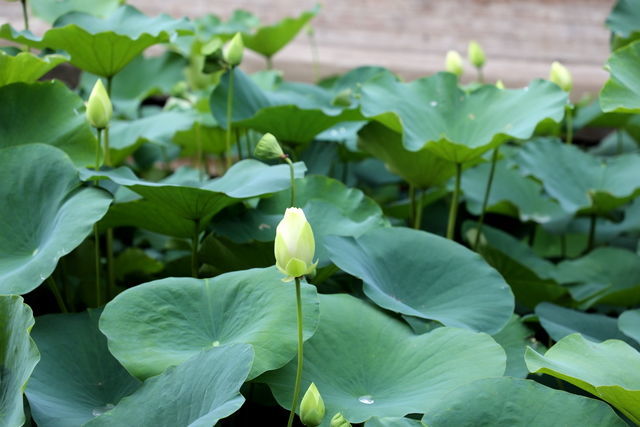 <a href=https://www.shuisutang.com.cn/ target=_blank class=infotextkey>ˮ����</a>