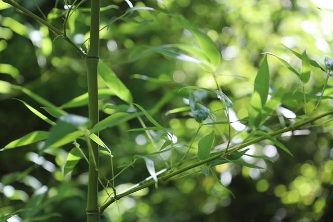 剩下的米飯?jiān)趺捶疟? width=