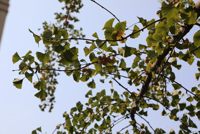 ����Ӧ��Ⱦ���ô��θ