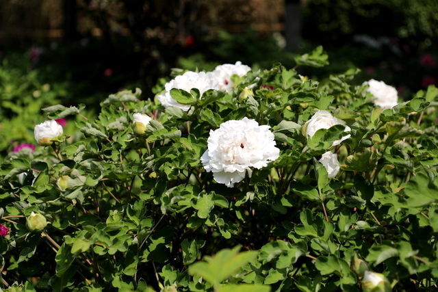 ����������ô����