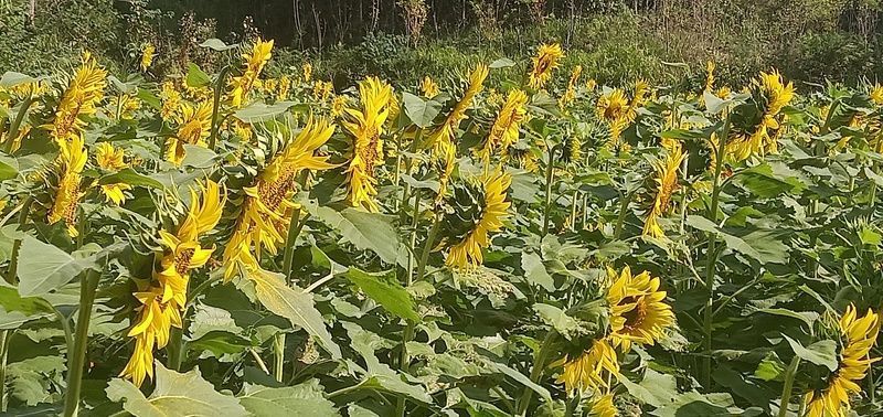 ���¶��ӵ�ʳ������������