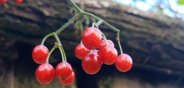 <a href=https://www.shuisutang.com.cn/ target=_blank class=infotextkey>ˮ����</a>