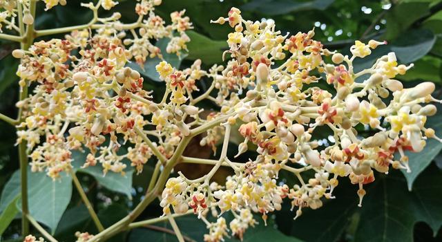 Ƣθ���������ܳ�ƻ����