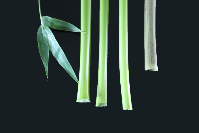 <a href=https://www.shuisutang.com.cn/ target=_blank class=infotextkey>水苏糖</a>