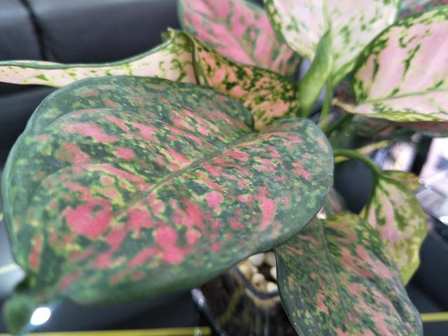 ������òŻ�����