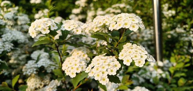 过期大米怎么处理能吃吗