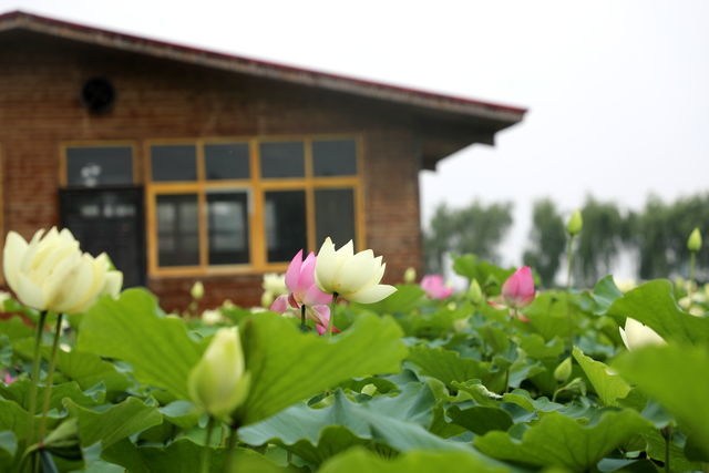 胃口不好可不可以吃瘦肉