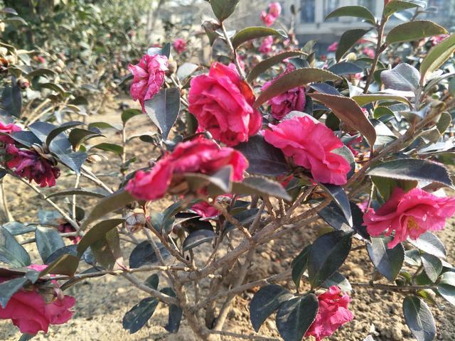 ��������������θ�c��������