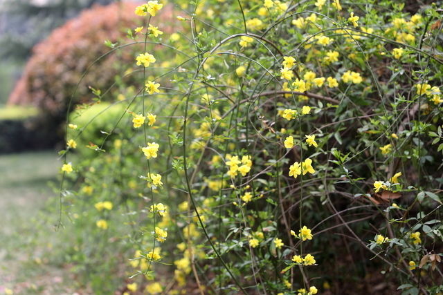 <a href=https://www.shuisutang.com.cn/ target=_blank class=infotextkey>水苏糖</a>