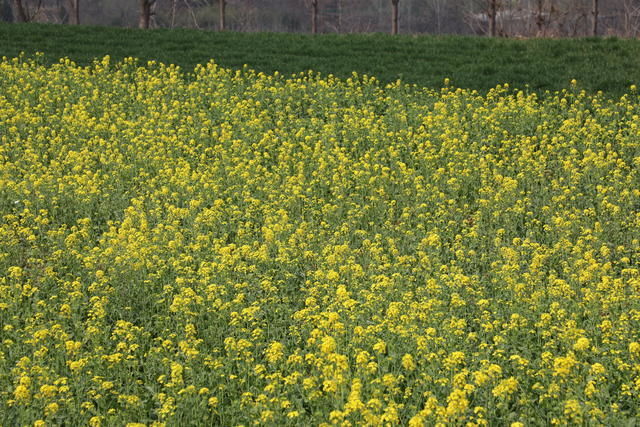 �Ǵ״�����ô���źó�