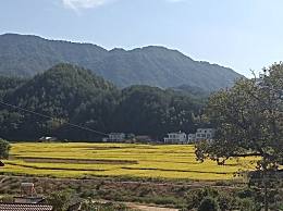 小麦和水稻是否为两性花