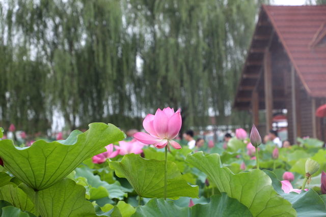 ��Ƥ�廨����ô����