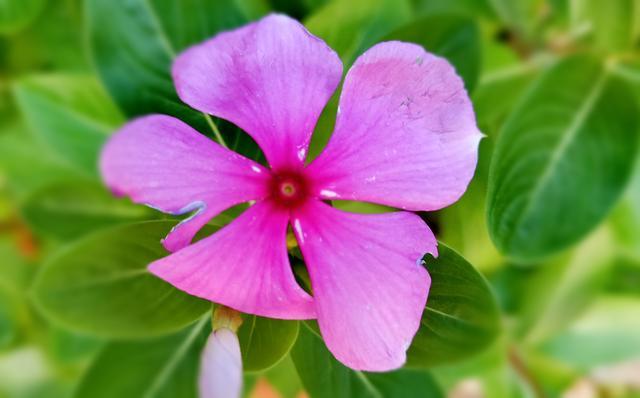 萝卜和海带一起炖可以吗