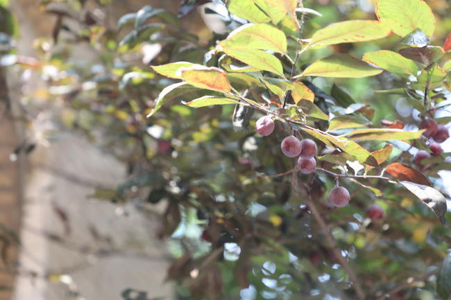 <a href=https://www.shuisutang.com.cn/ target=_blank class=infotextkey>水苏糖</a>